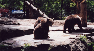 bears Berlin, May 2002