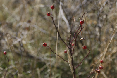 berries
