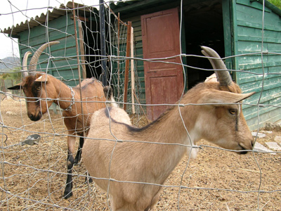 goats