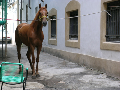 palermo