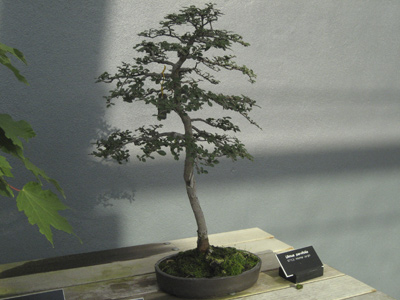 bonsai