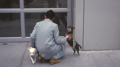 dogs